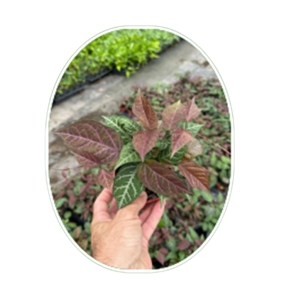 Argyro Violcacea
